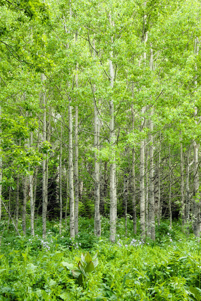 fond naturel d'été - vue de face des arbres verts dans la forêt par temps ensoleillé
 - Photo, image