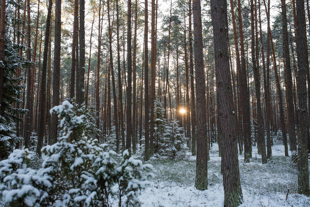 ポーランドのボリー・トゥコルスキー国立公園にある巨大な森. - 写真・画像