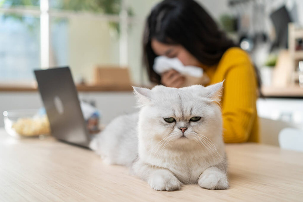 Asian young woman suffering from allergies to cat's fur and sneezes. Attractive beautiful girl use laptop computer work from home and put tissue cover her nose while sneezing due to pet's fur allergy. - Fotoğraf, Görsel
