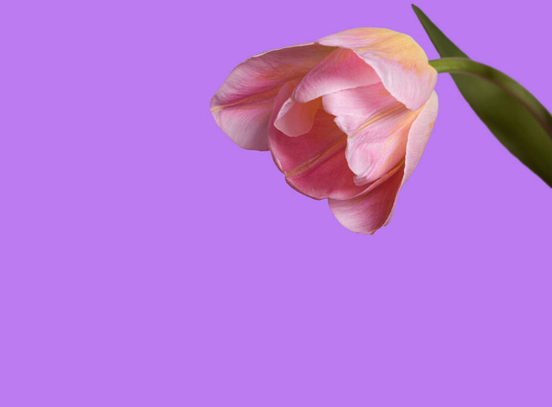 open pink tulip on lilac background. Floral card with one seasonal flower - Photo, Image