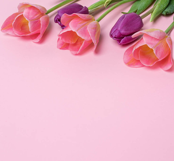 tulipanes rosados y morados en fila sobre fondo rosado. Tarjeta floral con flores de primavera de temporada - Foto, imagen