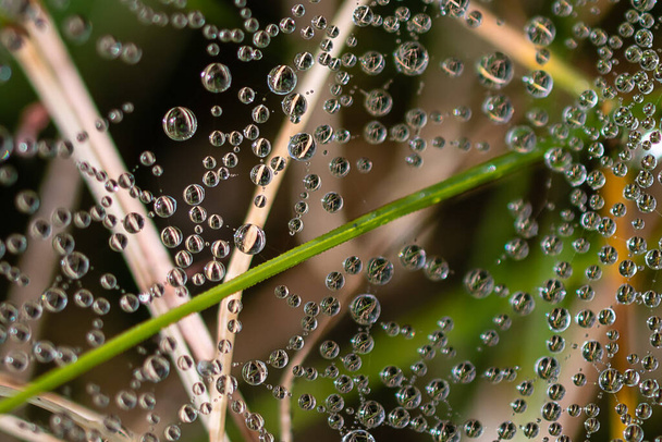 Reflexiones en las minúsculas gotas de rocío que se aferran a las hebras de la tela de arañas - Foto, imagen