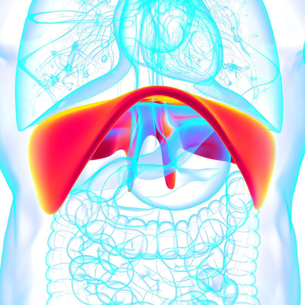 Anatomia do sistema respiratório humano do diafragma para a ilustração médica do conceito 3D - Foto, Imagem
