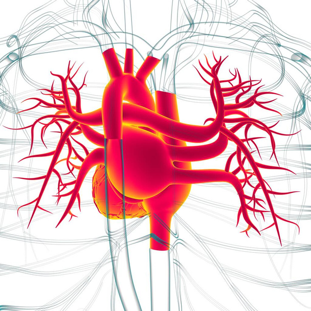 Human Heart Anatomy For Medical Concept 3D Illustration - Fotografie, Obrázek