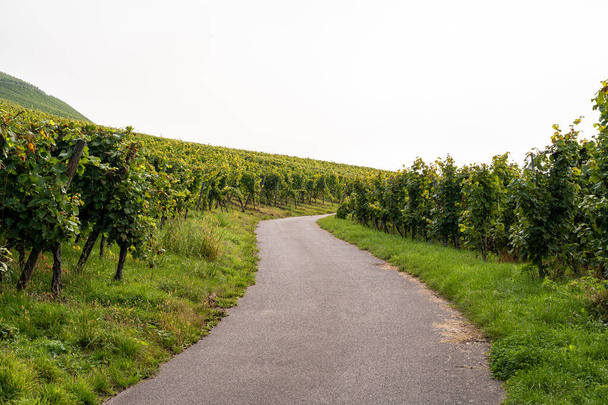 Asfaltowa i kręta ścieżka w winnicach z winoroślami po bokach - Zdjęcie, obraz