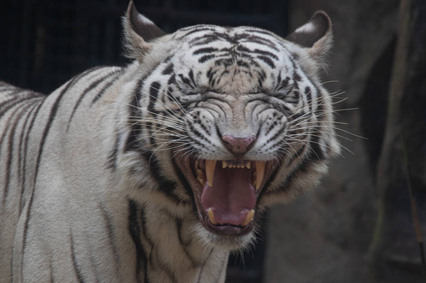 Legrační póza bílého tygra, zívá - Fotografie, Obrázek