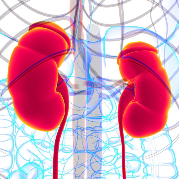 Menselijke urinewegen Nieren met blaasanatomie Voor Medisch Concept 3D Illustratie - Foto, afbeelding