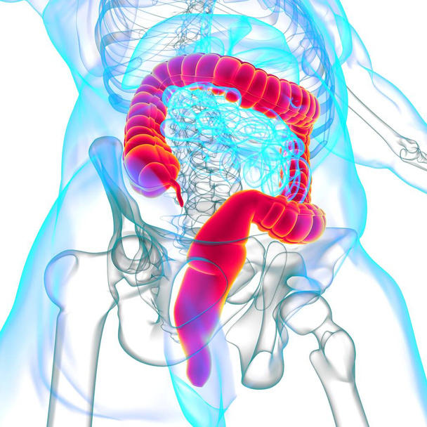 Anatomía del sistema digestivo humano de la ilustración 3D del intestino grueso para el concepto médico - Foto, Imagen