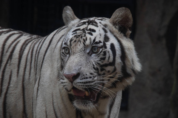 Primer plano Retrato de Tigre Blanco mientras se relaja después del almuerzo - Foto, Imagen
