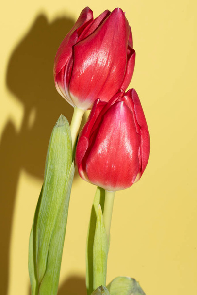 beautiful red tulips, close up view - 写真・画像