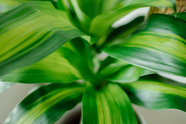 Ornamental plant dracaena fragrant close-up in the interior, leaves. The concept of decor. - Photo, image