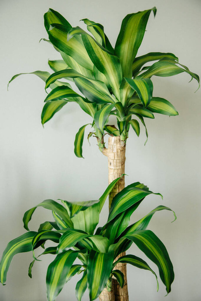 Ornamental plant dracaena fragrant close-up in the interior, leaves. The concept of decor. - Foto, imagen