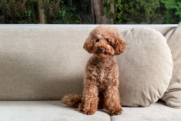 Cute miniature poodle sitting on a white sofa. - Фото, изображение