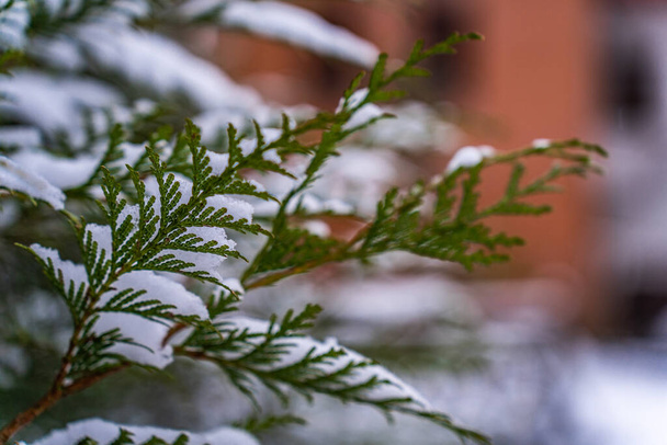 Enfoque en primer plano en una rama de thuja cubierta de nieve en invierno, fondo borroso - Foto, imagen