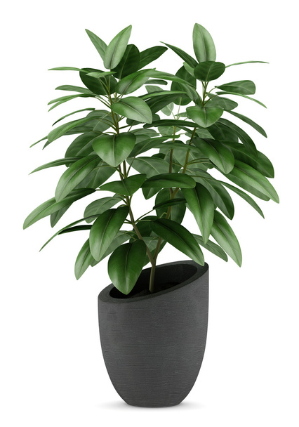 houseplant in black pot isolated on white background - Foto, imagen