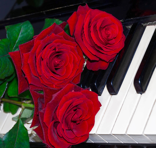 kytice z přírodních krájených růží na klavírních klávesách, s prázdným prostorem pro zasunutí - Fotografie, Obrázek