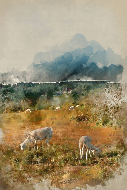 Pintura digital acuarela de ovejas en el vibrante paisaje de verano en el campo inglés de Ashdown Forest - Foto, Imagen