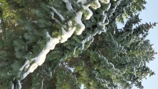 Closeup shot of snowy spruce trees on a sunny day. - Séquence, vidéo