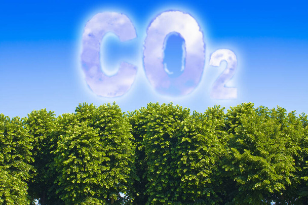 More trees reduce the amount of CO2 - concept with CO2 text against a sky and canopy of trees - Photo, image