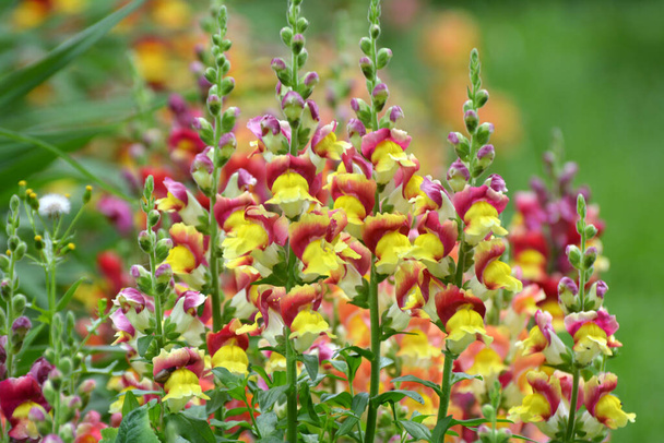 Антиринум цветет на клумбе в саду - Фото, изображение