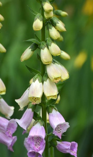 Foxglove (Digitalis) blooms on a flower bed in a summer garden - Photo, Image