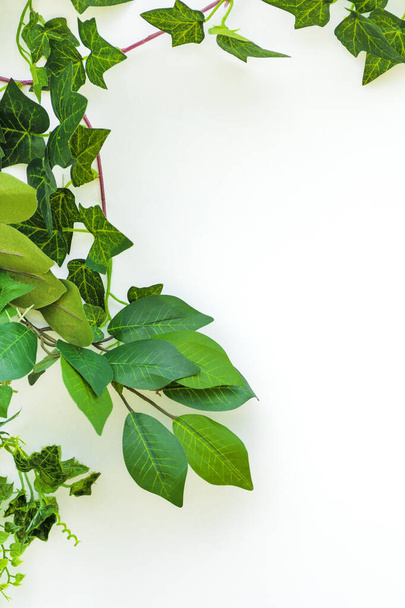 Green leaves on a white background. Light, white background with green leaves. frame of green twigs, lying on a white background. Copyspace - Foto, Imagen
