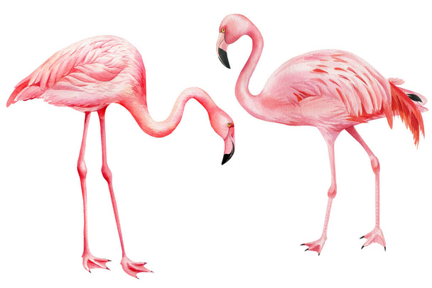 Uccelli tropicali, fenicottero rosa su uno sfondo bianco isolato, illustrazione ad acquerello - Foto, immagini