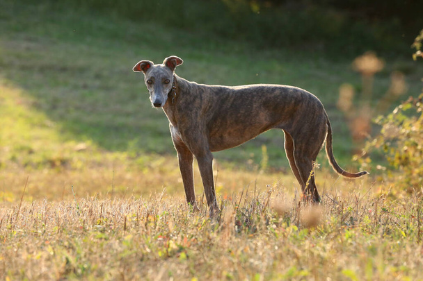 Greyhound posing in nature.  The dog stands against the background of autumn nature at sunset.  Outdoor animal concept - Photo, Image
