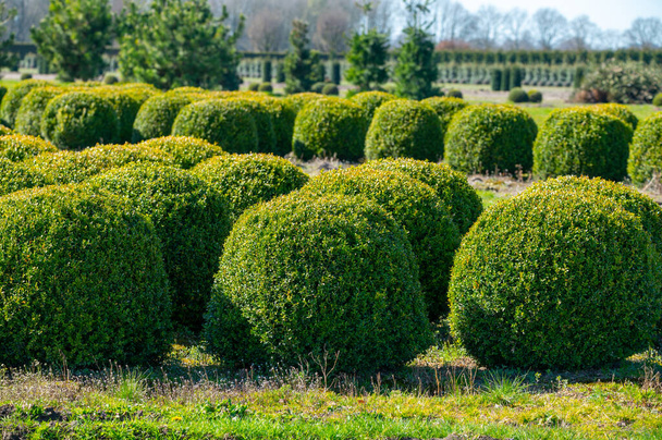 Árvores ornamentais e Box Topiary Balls plantas que crescem em plantações em viveiros de árvores em North Brabant, Países Baixos - Foto, Imagem
