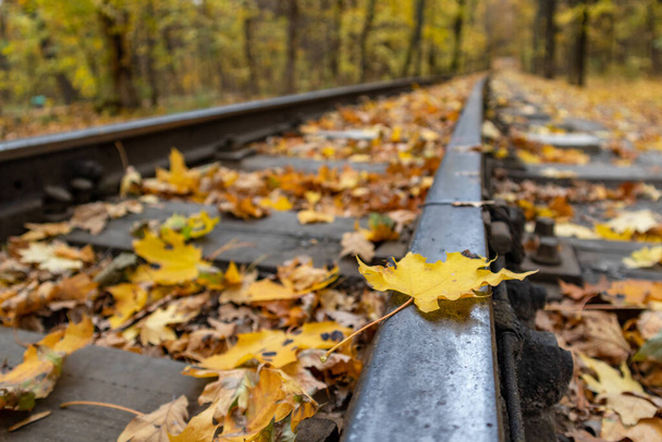 Yellow leaf on steel railway track close-up in autumn forest. Colorful Children's Southern Railway in Kharkiv, travel Ukraine - Фото, изображение