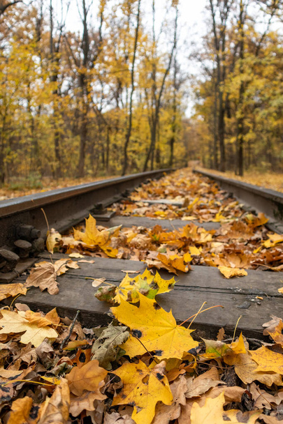 Línea ferroviaria de primer plano en hojas de color amarillo brillante en el bosque de otoño. Colorido ferrocarril del sur de los niños en Kharkiv, viaje Ucrania. Vertical - Foto, Imagen