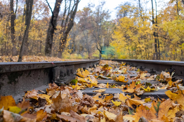 Línea ferroviaria de primer plano en hojas de color amarillo brillante en el bosque de otoño. Colorido ferrocarril del sur de los niños en Kharkiv, viaje Ucrania - Foto, Imagen