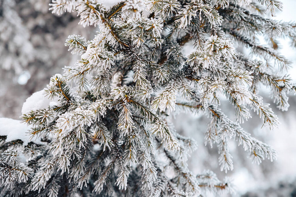 Τα κλαδιά και οι βελόνες ενός κωνοφόρου δέντρου καλύπτονται από πάγο. - Φωτογραφία, εικόνα