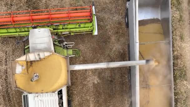 Buğday tarlasında hasat mevsiminde çalışan kargo karavanına tahıl boşaltan hasatçının hava görüntüsü. Tarım ve tarım ürünleri konsepti - Video, Çekim