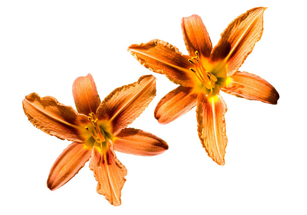 Macro foto orange lily flowers on white isolated background - Zdjęcie, obraz