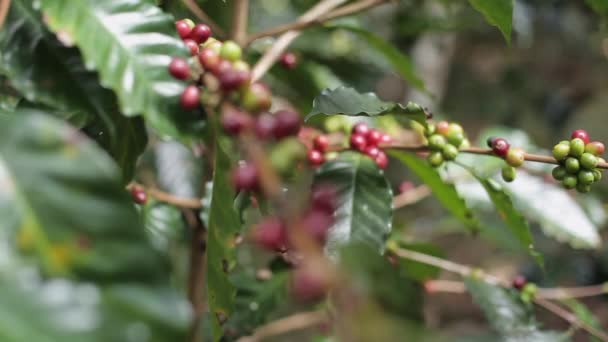 Hand farmer picking coffee bean in coffee process agriculture background, Coffee farmer picking ripe cherry beans, Fresh coffee bean in the basket, Close up of red berries - Footage, Video