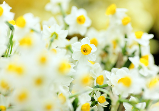Цветы Нарцисса
 - Фото, изображение
