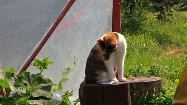 kočka sedí na pařez a starší žena práce ve skleníku - Záběry, video
