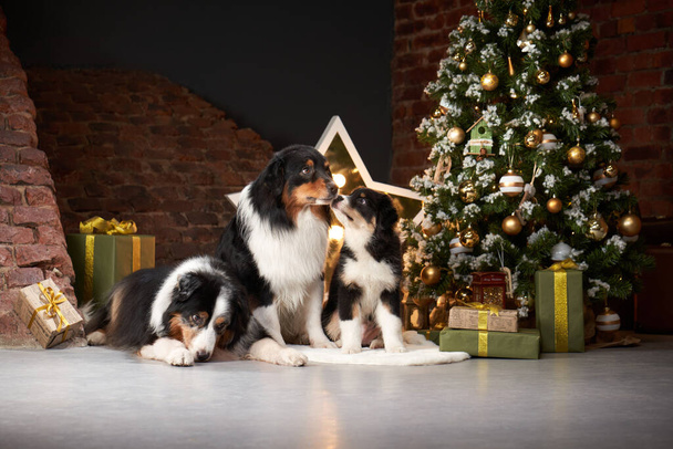 Family of dogs by Christmas tree. Australian Shepherd, Puppy In holiday Decorations - Zdjęcie, obraz