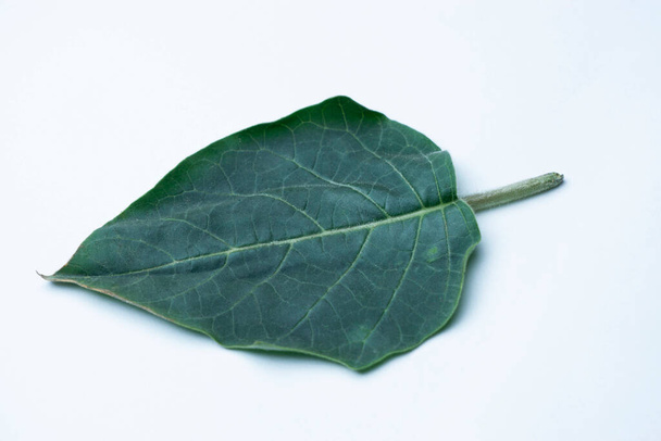 Leaf of Clerodendrum species have extensive activities, such as anti-inflammatory and anti-nociceptive, anti-oxidant, anti-hypertensive, anticancer, antimicrobial, anti-diarrheal, hepatoprotective, Satara, Maharashtra, India - 写真・画像