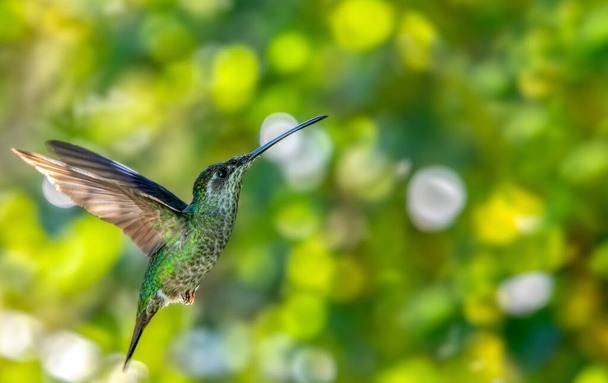 Flying Talamanca hummingbird (Eugenes spectabilis) or admirable hummingbird against blurry background with space for text. San Gerardo de Dota, Wildlife and birdwatching in Costa Rica. - Photo, Image
