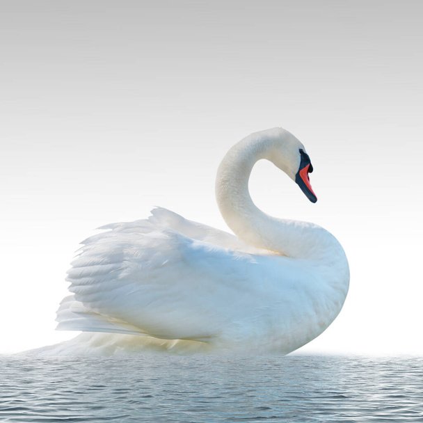 Cisne aislado sobre una superficie blanca. - Foto, imagen