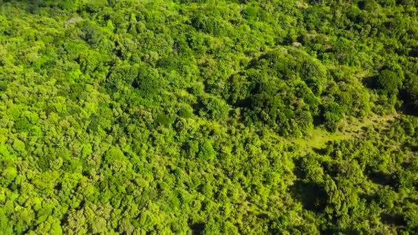 Rainforest in the Sri Lanka view from above. - Filmati, video