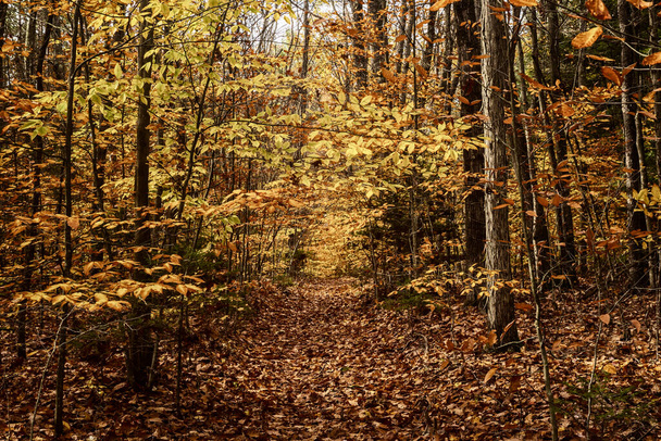Un sentiero situato in un bosco è coperto da foglie cadute, di colore giallo, rosso e arancione, durante una giornata autunnale nuvolosa..  - Foto, immagini
