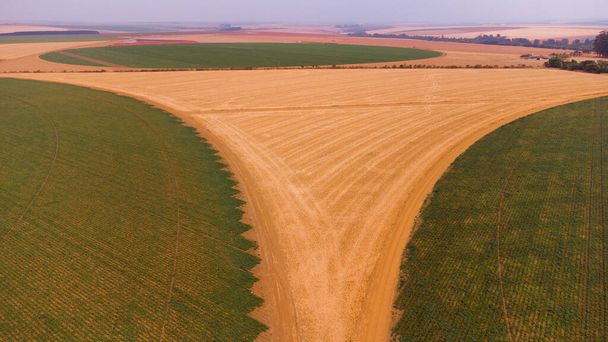 Aerial - drone view of Green drills or rows of potatoes growing at a plantation in Brazil. The plants are tall, rich green with lots of leaves. High quality photo - Zdjęcie, obraz
