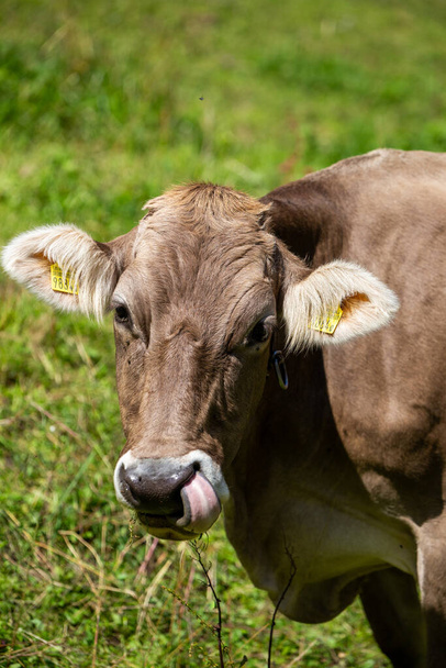 корова на полі лиже ніс і дивиться в камеру
 - Фото, зображення