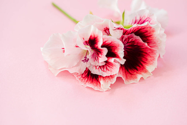 pink flowers on the pink background - Photo, image