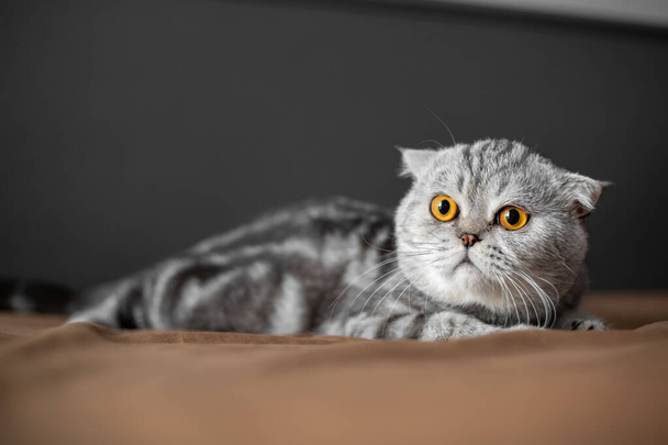 Speelse Schotse vouw kat op het bed. Close-up Schotse vouw kat is zo schattig. Zo schattig kat in de slaapkamer. - Foto, afbeelding