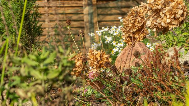 Wildflowers with stone on a bakcground of a wooden fence. Selective focus on dry stalk. Countryside concept. - Foto, imagen