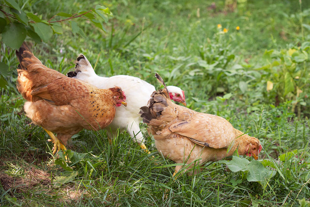 Three chickens among the plants. Free grazing of poultry. - Fotografie, Obrázek